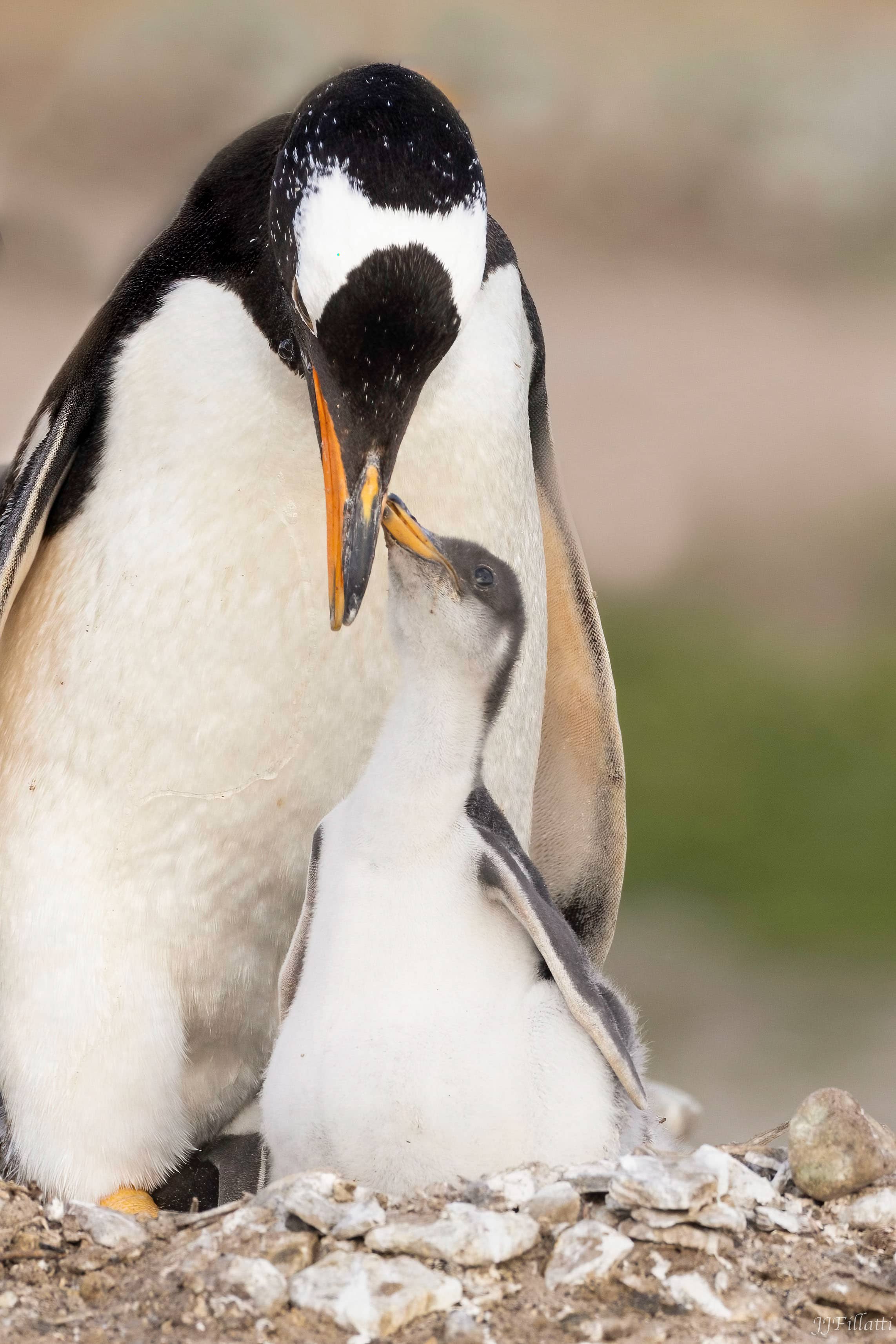 bird of the falklands image 22